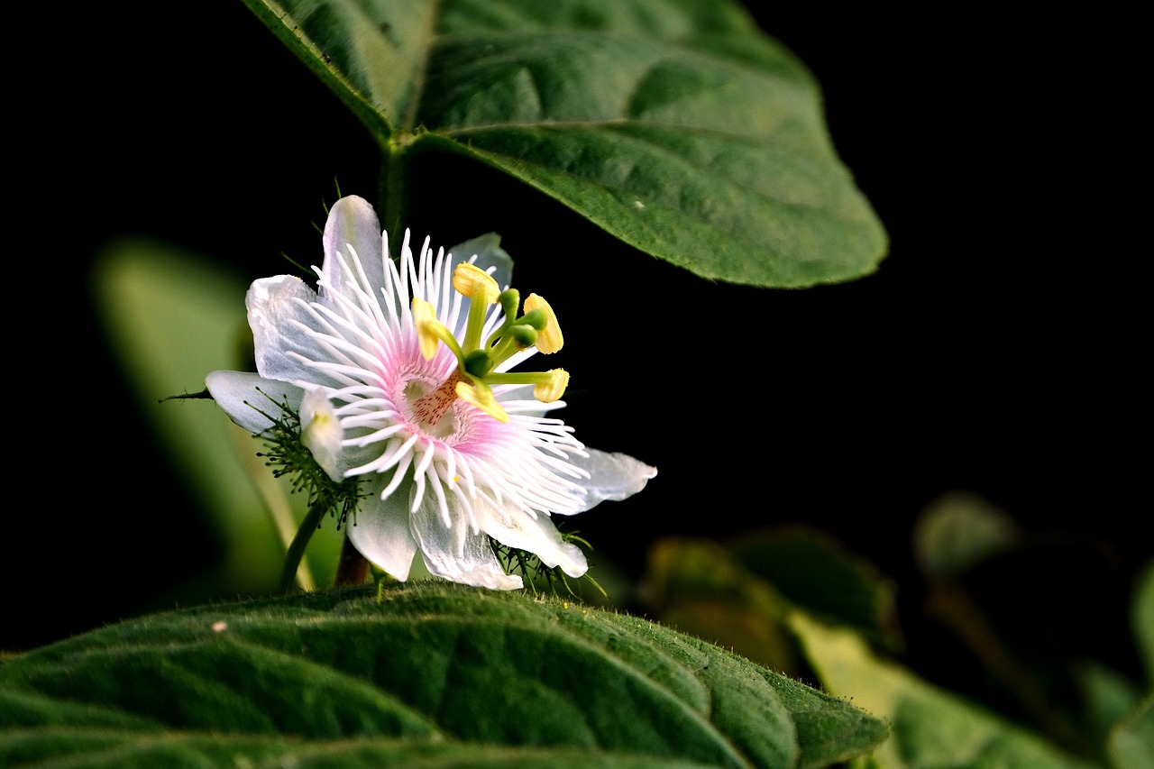 Growing Vine Plants for a Natural Privacy Fence